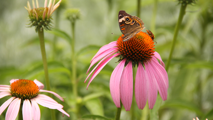 Native Texas Butterfly House Garden 2018 Nbc 5 Dallas Fort Worth