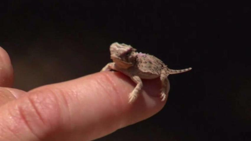 Horned_Lizard_Hatched_4p_72517