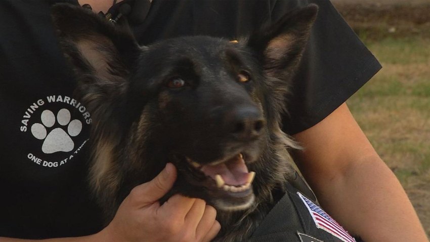 K9-Missy-092214