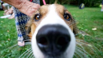5 ways to celebrate National Rescue Dog Day