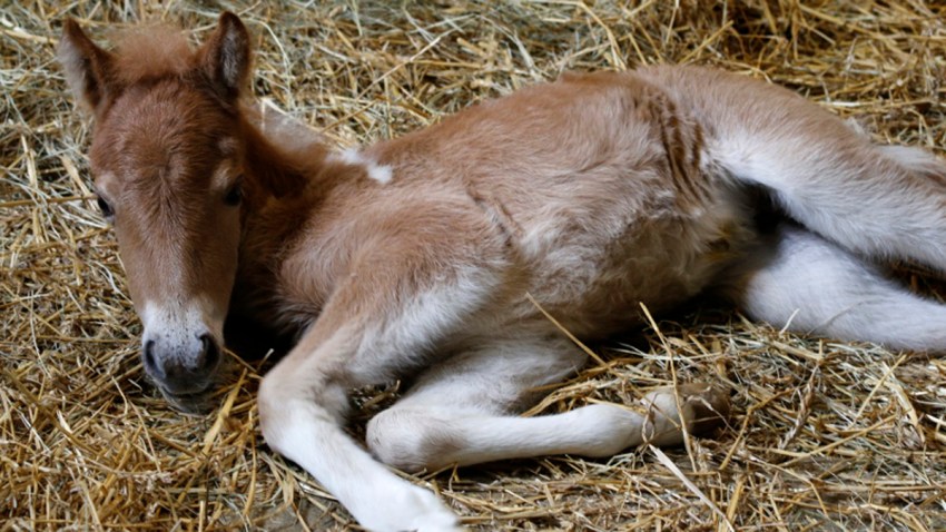 MG_0287-Baby-Pony-800x533