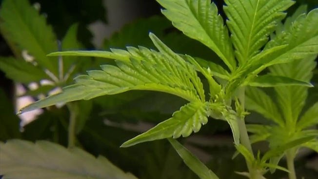 Delta-8 THC Products Illegal in Texas, Health Dept. Says – NBC 5 Dallas-Fort Worth - Vimarsana News