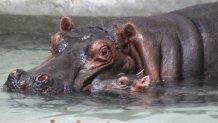 Mom and Baby Hippo_Dallas Zoo