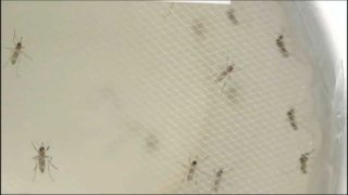 Mosquito file