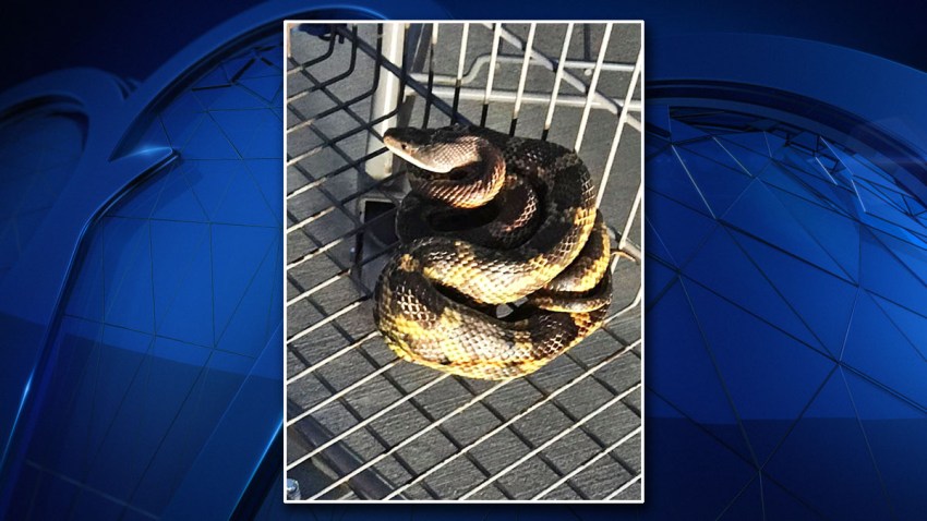 NE TX Snake 2