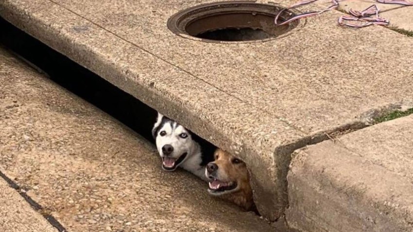 Carrollton dogs stuck in storm drain