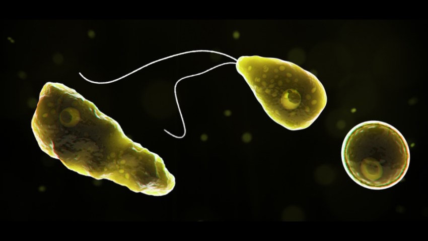 Naegleria_fowleri_1040x454