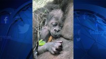 New-Baby-Gorilla---Dallas-Zoo