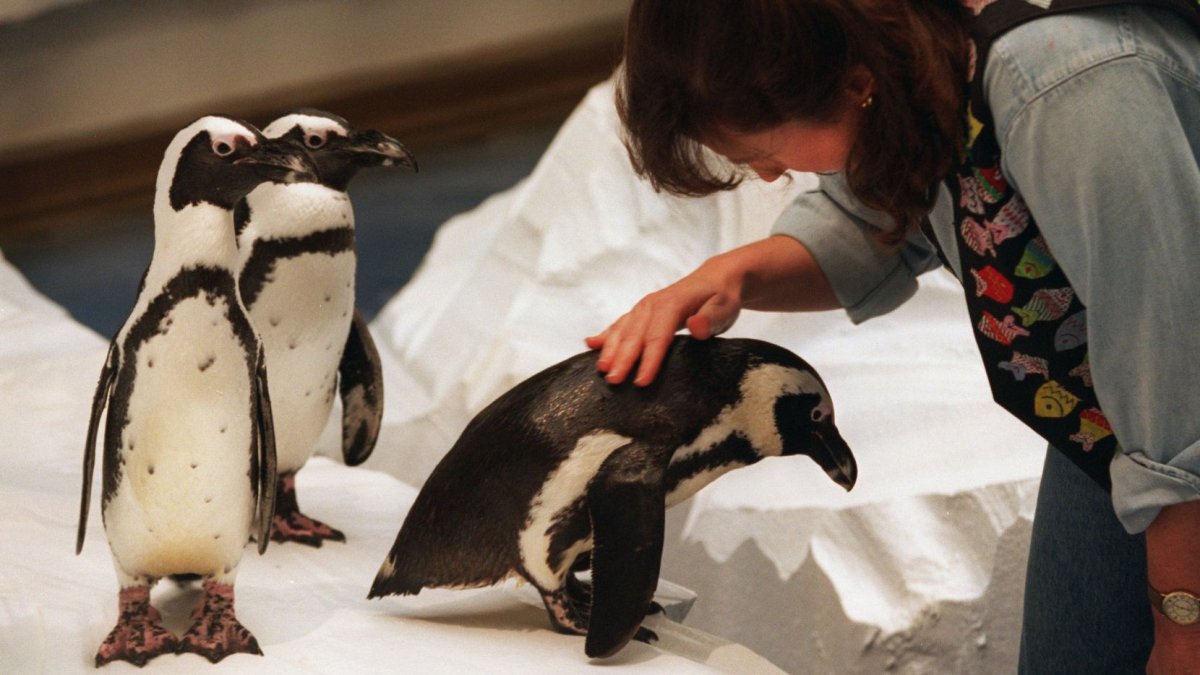 What Happened to the Penguins at NorthPark Center? Curious Texas