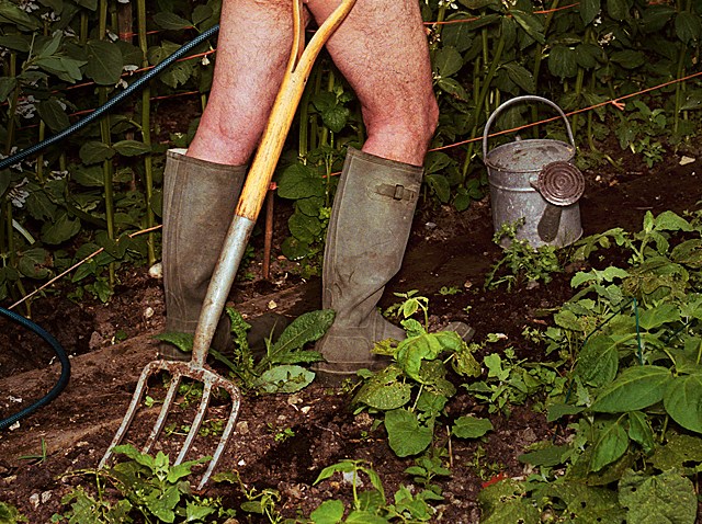 Old Naked Man Gardening