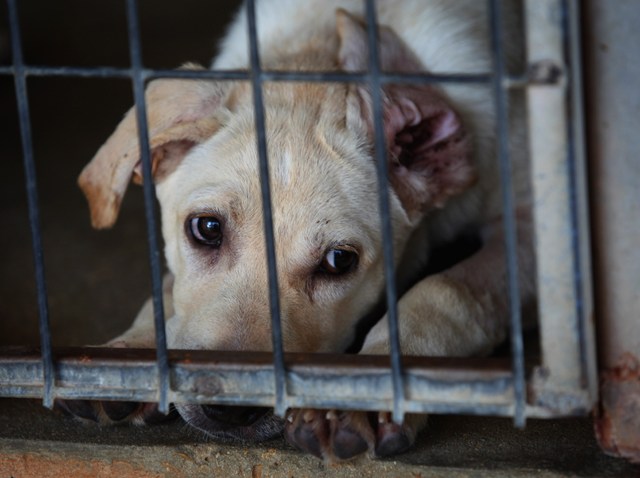 PHI dog in cage