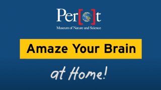 Perot Amaze Your Brain at Home