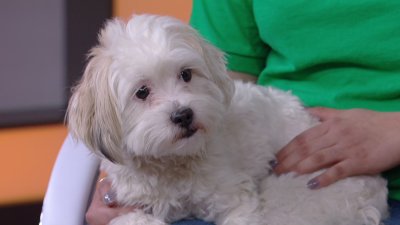 Pet of the Week: Tiny