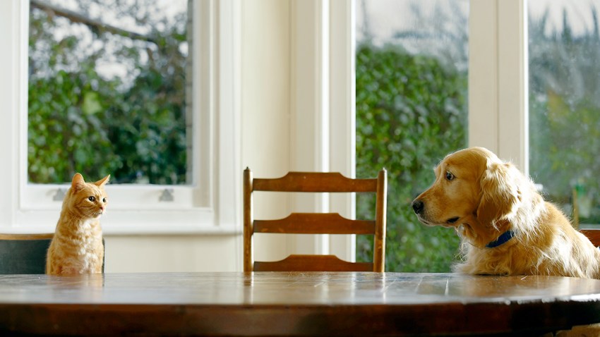 PetcoDogCat
