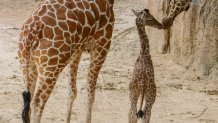 The Dallas Zoo's newborn giraffe, Kendi, with his mom, Katie.