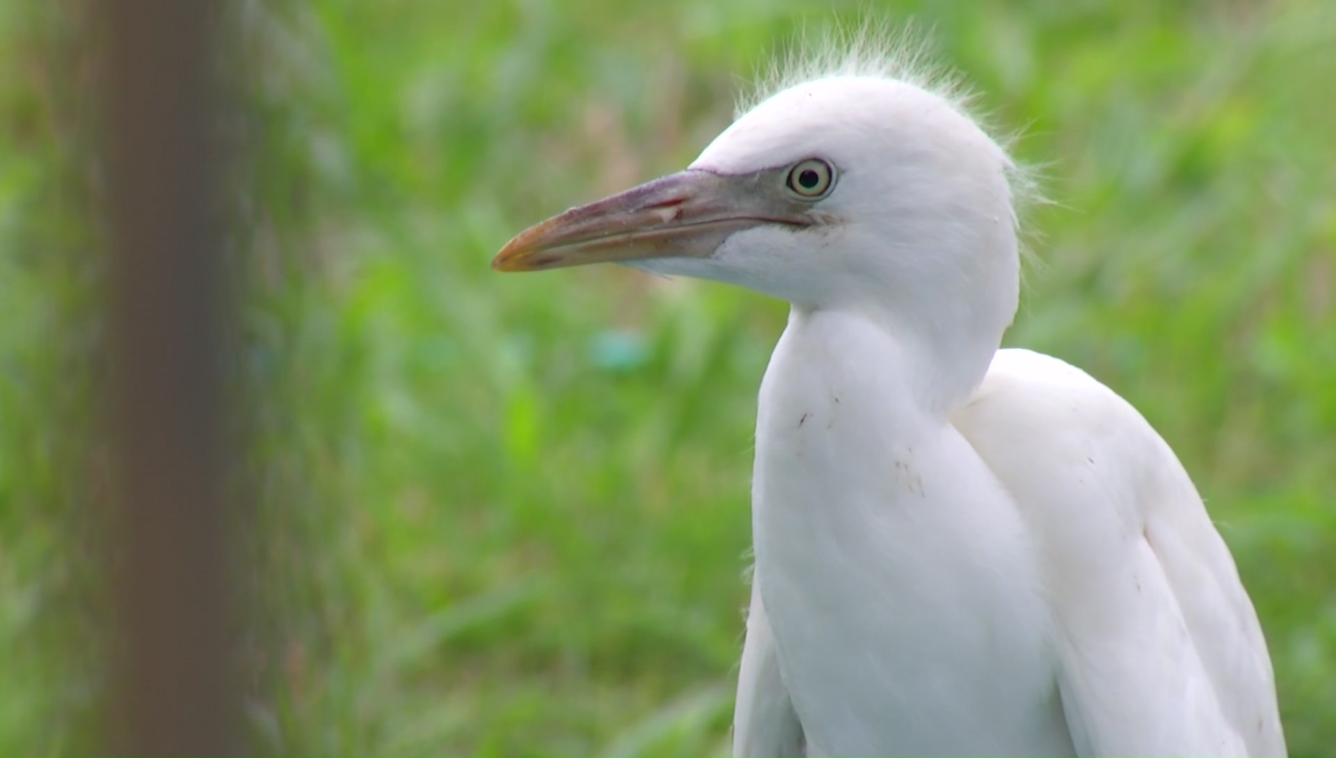 Egret season is coming. Here's what you need to know before they get here
