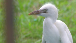 egret