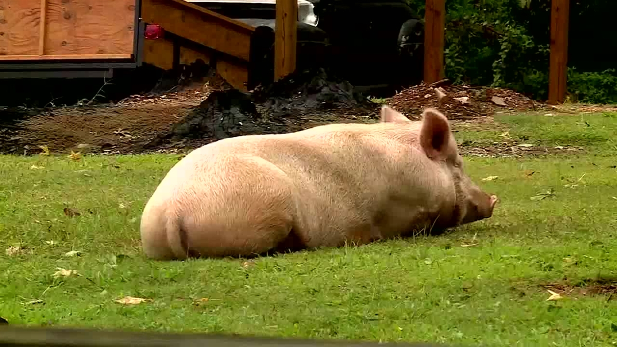 Pig Found on Front Porch NBC 5 DallasFort Worth