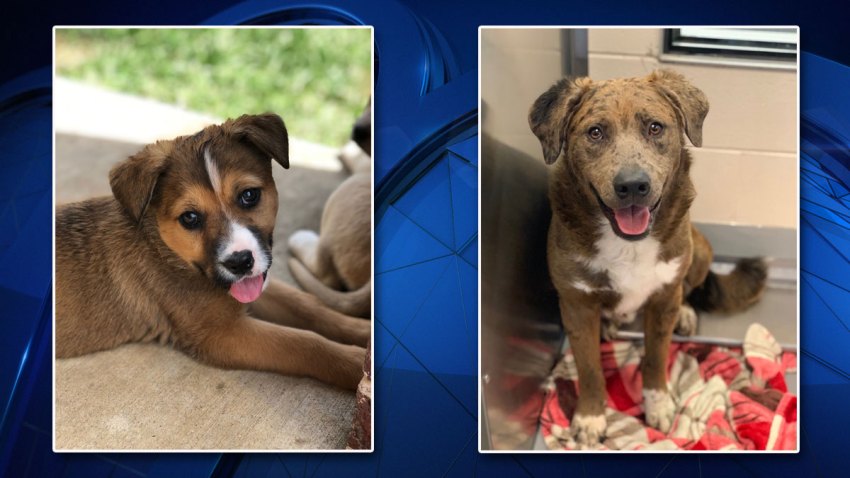 Puppies-Fly-to-NJ-032219