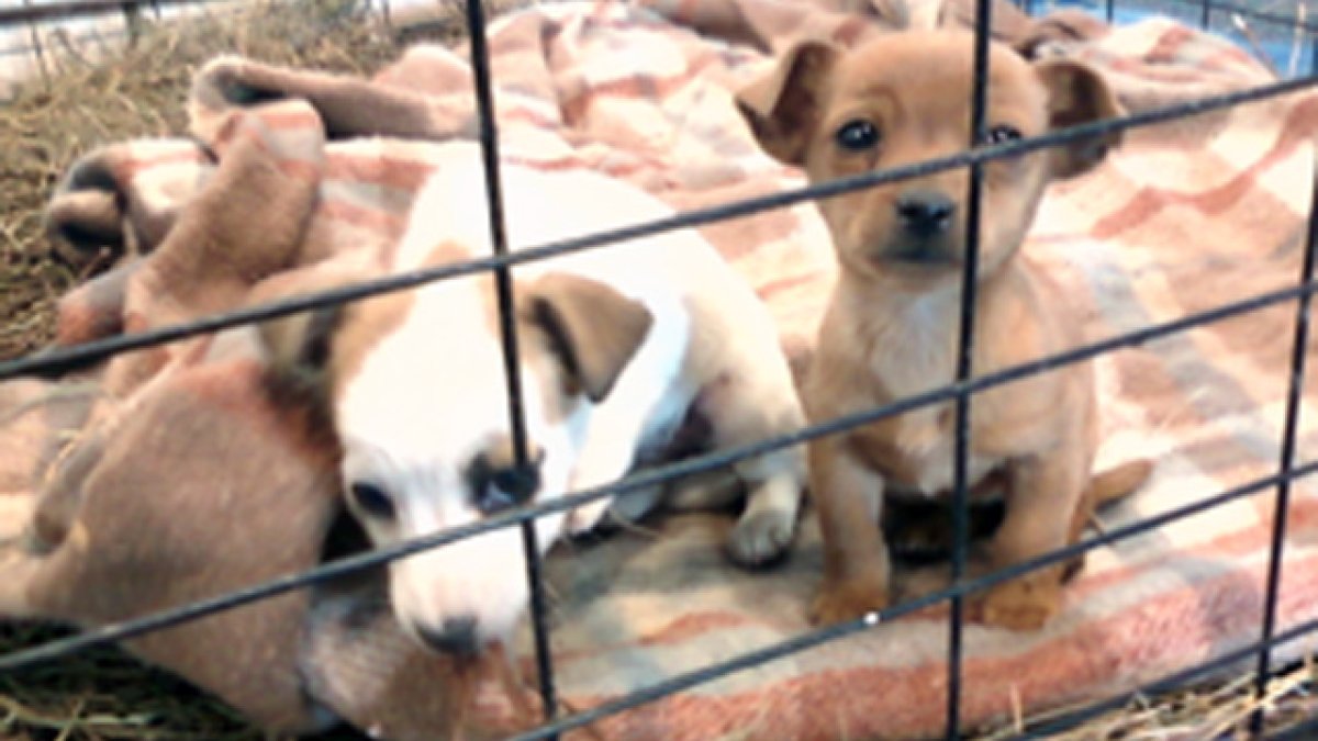 Inside Texas puppy scams and their devastating impact Texas Wants to