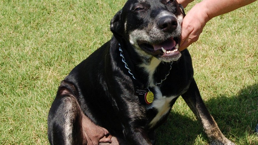 SCSPCA DSC_0023