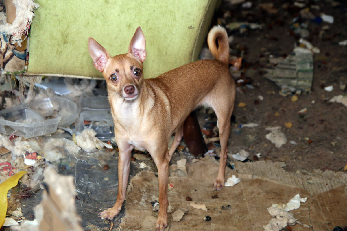 SPCA of Texas Seizes 94 Animals From Van Zandt County ...