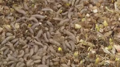 Scientists Experimenting With Larvae to Replace Butter