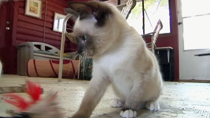 snowshoe siamese rescue
