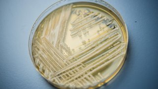 Yeast candida auris