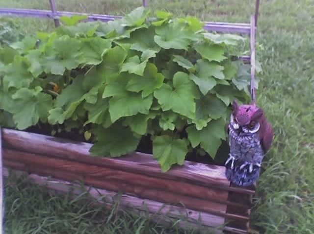 Squash Plants May 1209