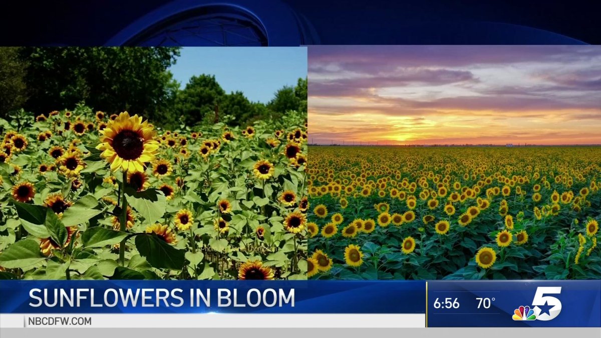 Sunflowers in Bloom NBC 5 DallasFort Worth