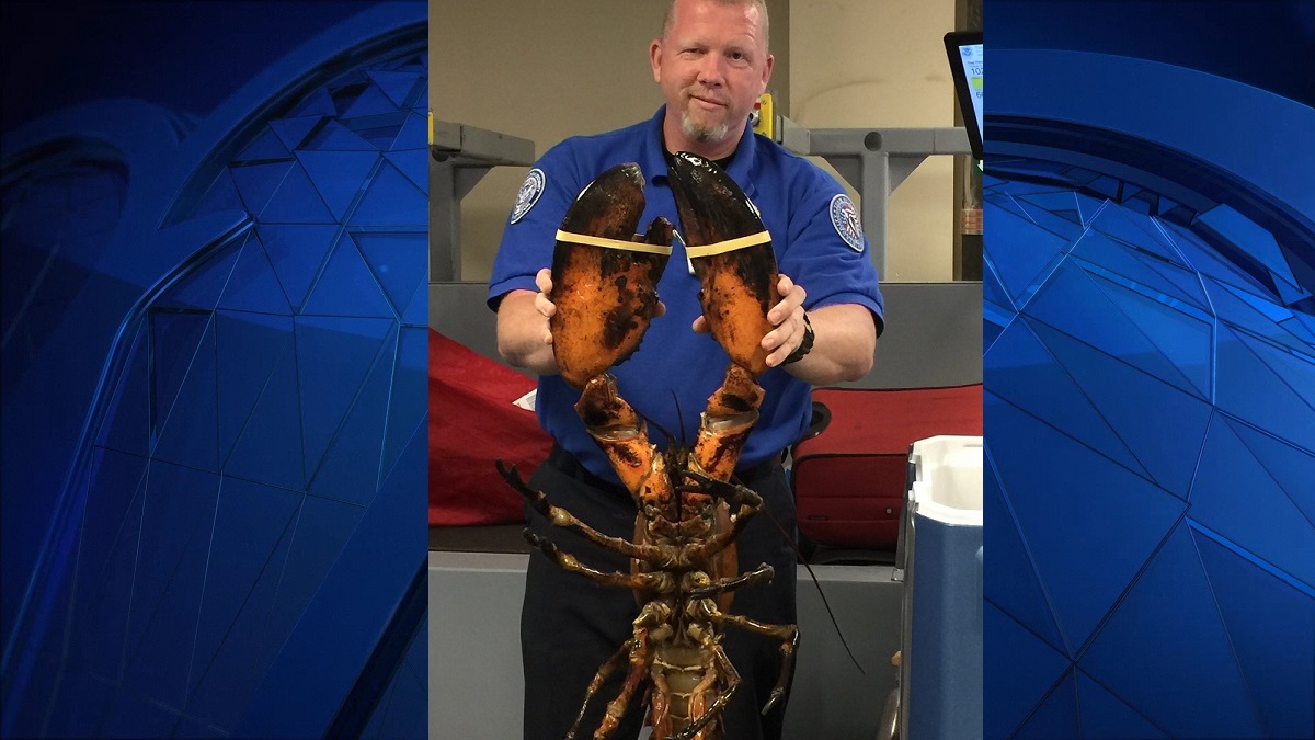 Old Saybrook Business Owner Upset About Tsa Picture With 20 Pound Lobster Nbc 5 Dallas Fort Worth