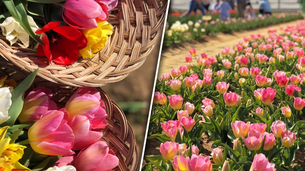 A Sign of Spring North Texans Flock to Pilot Point Tulip Farm With