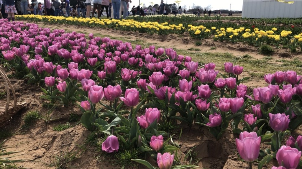 A Sign of Spring: North Texans Flock to Pilot Point Tulip Farm With ...