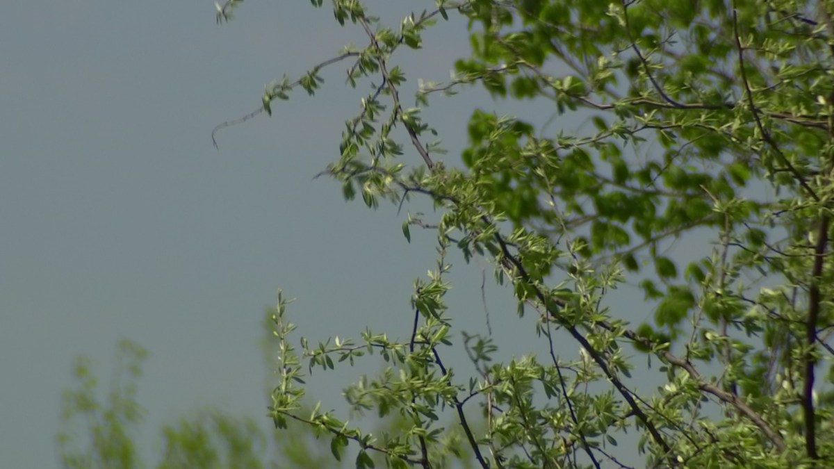 COVID-19 or Allergies? CDC Warns Allergy and Asthma Patients to Monitor Symptoms -Fort Worth thumbnail