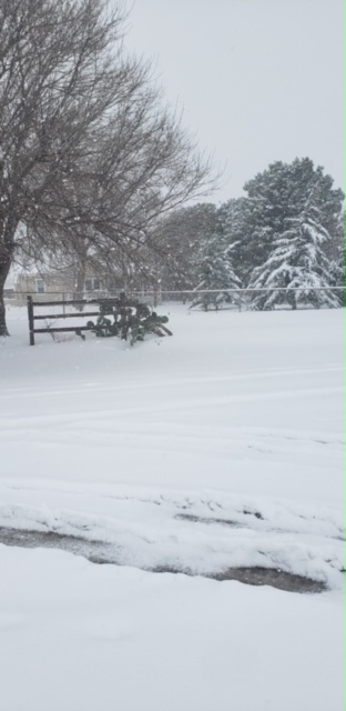 My husband Trevor who works in Midland sent these snow pictures about 10am this morning. So far they had about 8 inches and it continued until after noon  Really hoped we would have some snow in DFW