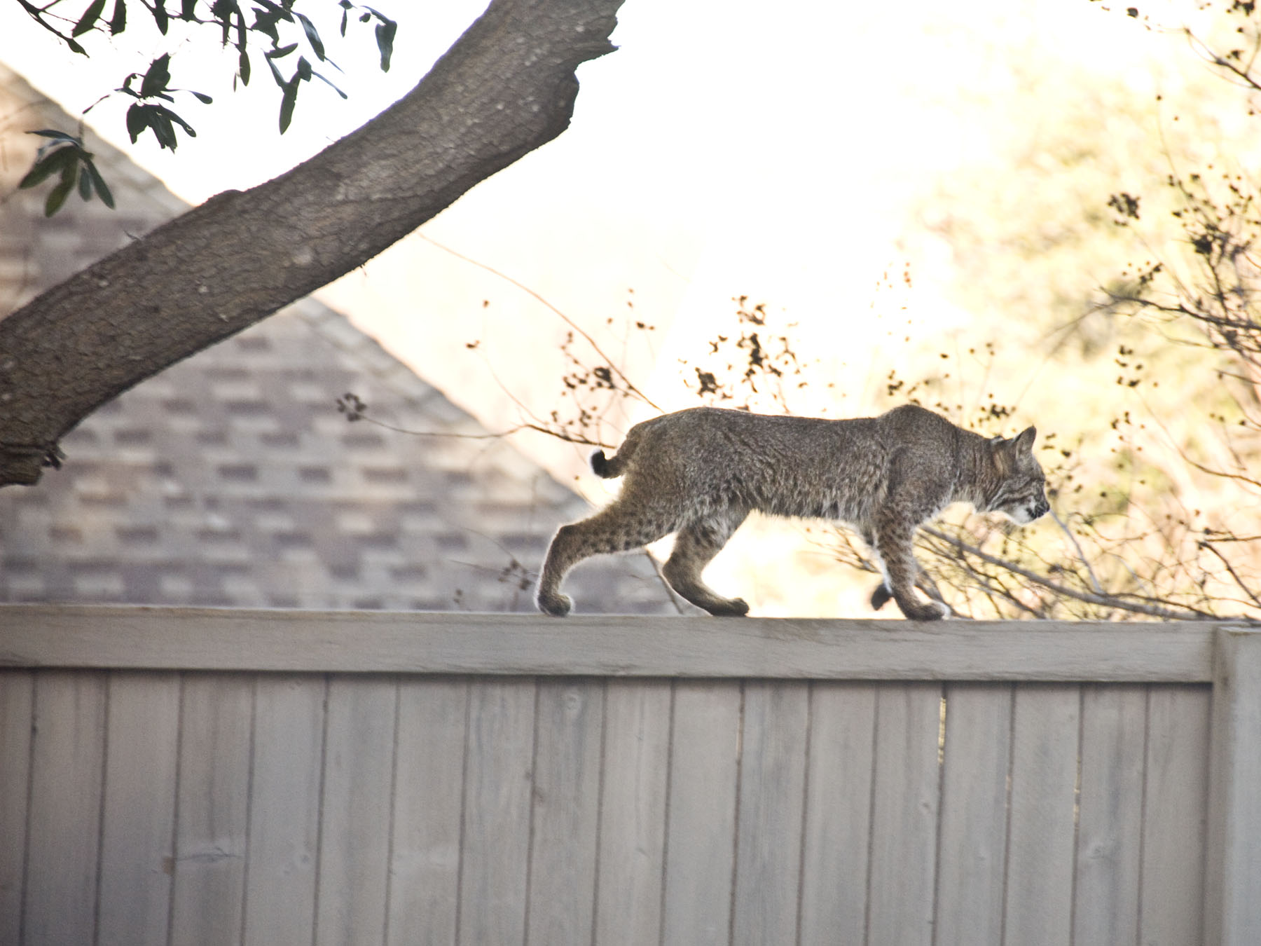 What Should You Do If You Spot A Bobcat? Experts Say There’s No Reason ...