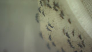 West Nile Mosquito Trap