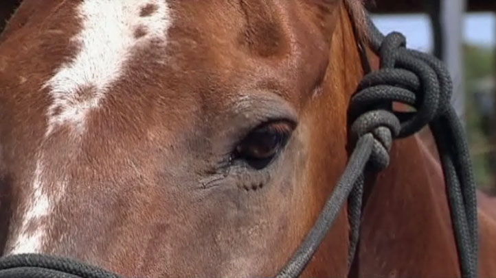 Veterinarians Promote West Nile Vaccine for Horses – NBC 5 Dallas-Fort