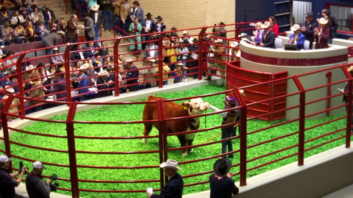 Grand Champion Steer Goes for RecordBreaking 300,000 NBC 5 Dallas