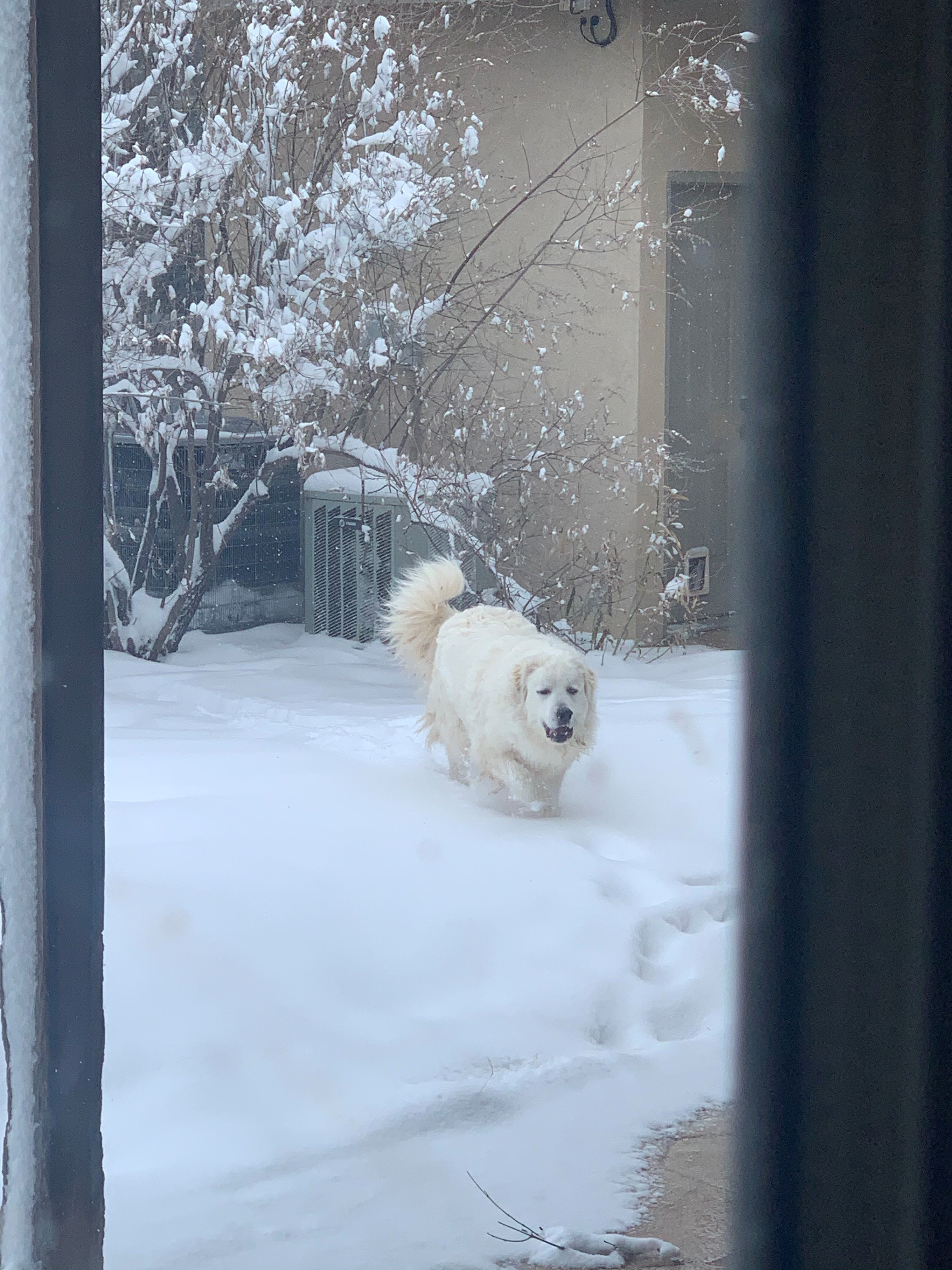 Yeti in the snow in Odessa.