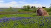 Superbloom of bluebonnets, Texas wildflowers expected this year, Finfrock says