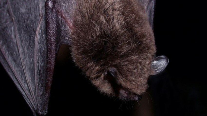 Rabid Bat Found At Fort Worth Water Gardens Nbc 5 Dallas Fort Worth