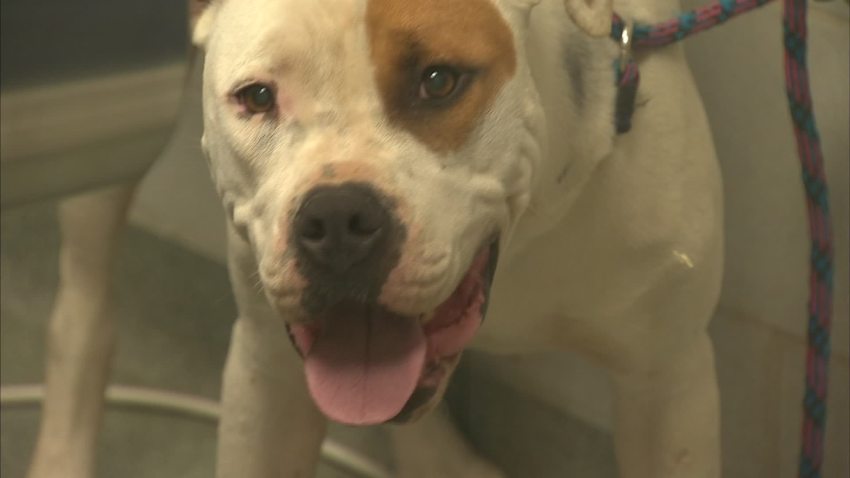 animal shelter image