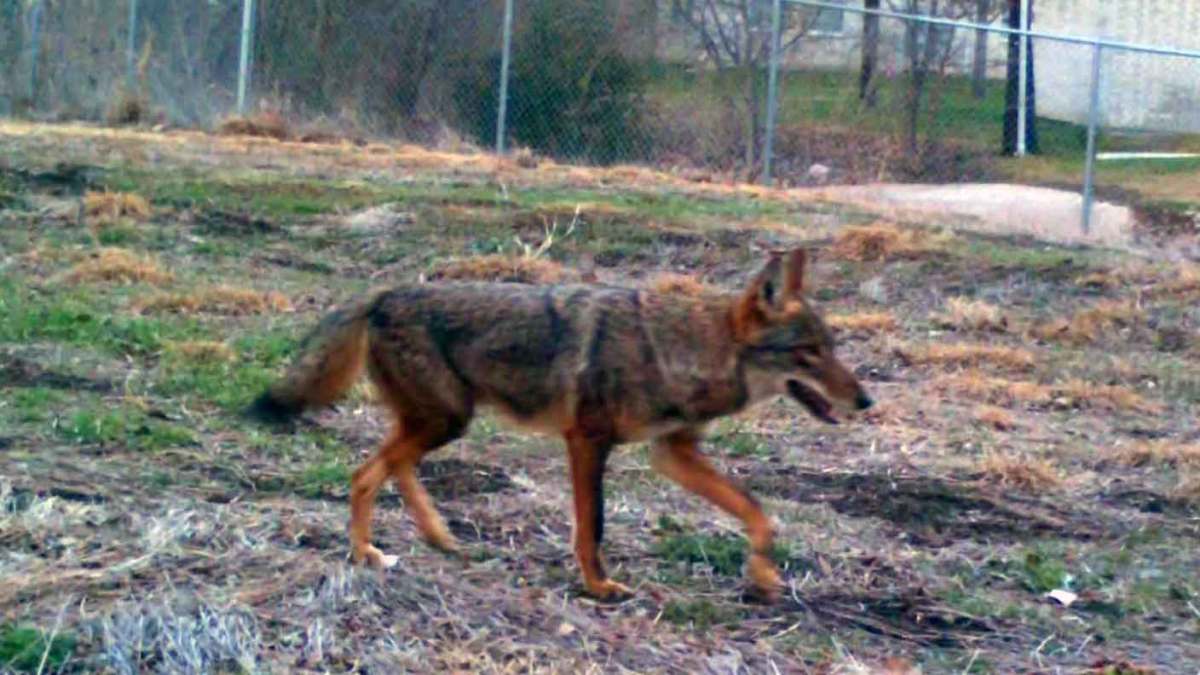 Coyotes Showing Up at Arlington Airport, City Working on Plan to Keep ...