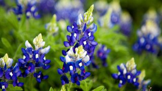 [UGCDFW-CJ]bluebonnet photos