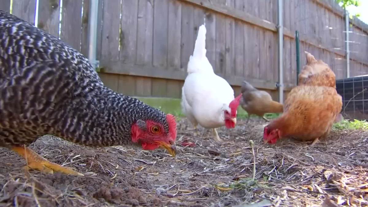 Backyard Chicken Ordinance Ruffles Feathers in Irving NBC 5 DallasFort Worth