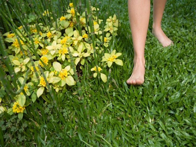 barefoot-grass