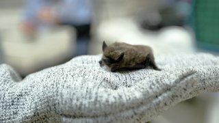 A bat housed at Wildlife in Crisis, a non-profit organization based in Weston.
