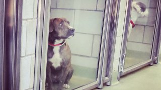 [UGCDFW-CJ]Clear the shelters at Dallas Animal Services